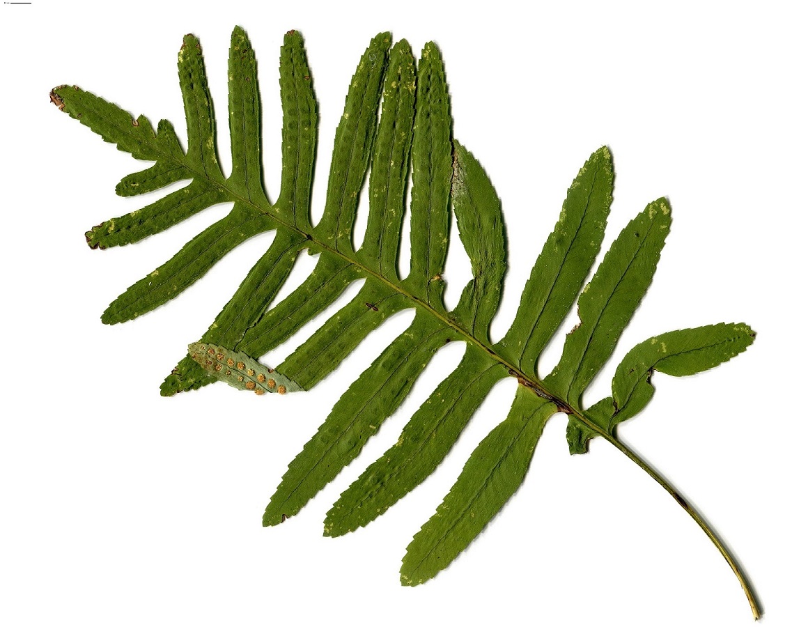 Polypodium x shivasiae (Polypodiaceae)
